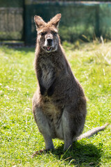 Cute fluffy wallaby in the park. Marsupial mammals. Australia