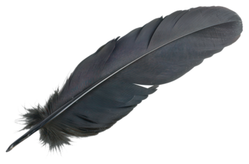 PNG Black feather background isolated accessories.