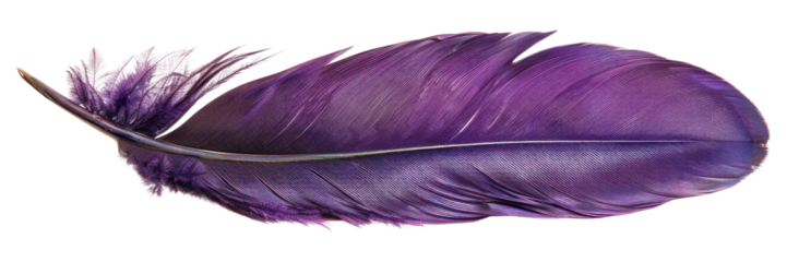 PNG Purple feather isolated accessories accessory.