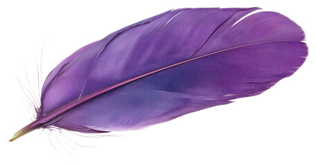 PNG Purple feather accessories accessory jewelry.