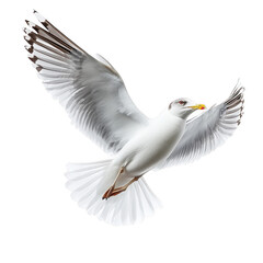 seagull in flight isolated on transparent background