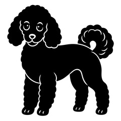 poodle domestic animal
