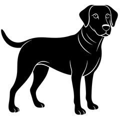 black labrador retriever