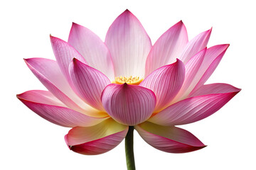 beautiful lotus flower image isolated on transparent