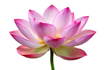 beautiful lotus flower image isolated on transparent background