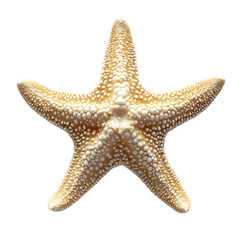 Starfish isolated on transparent background