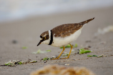  Charadrius dubius. A close-up view of the Little Ringed Plover  on the seashore