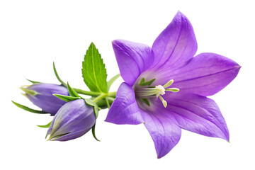 campanula flower image isolated on transparent background