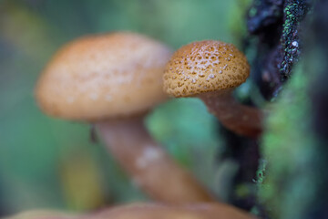 Edible honey mushrooms in their natural environment. Defocused background. Macro photography.