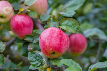Apples on a tree. Close-up.