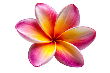 Fototapeta premium frangipani flower image isolated on transparent