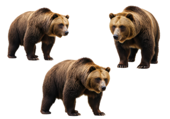 three brown bears in different poses, isolated on white background, front view, no depth of field, sharp.