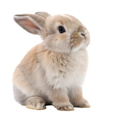 Obraz premium Adorable fluffy baby bunny rabbit sitting isolated on pet cute soft hare on transparent background