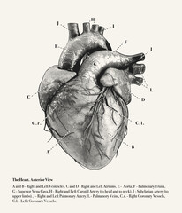 Illustration of the anatomy of the human heart, including labels for all the main structures. Anterior view. Vector Illustration.