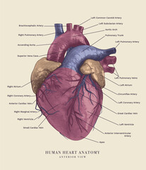 Illustration of the anatomy of the human heart, including labels for all the main structures. Anterior view. Vector Illustration.