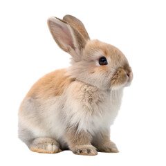 Fototapeta premium Adorable fluffy bunny rabbit sitting isolated on pet cute hare soft ears on transparent background