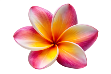 Plumeria flower isolated on transparent background