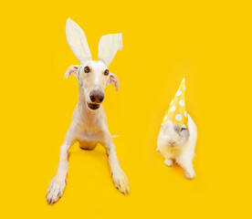  Happy easter pets. spanish greyhound dog wearing bunny rabbit ears and rabbit. Isolated on yellow backgorund