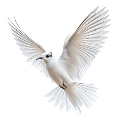 Obraz premium white arctic tern fly wings deployed isolated on transparent background