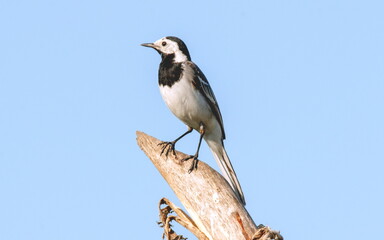 bird on a branch