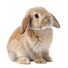 Adorable fluffy brown lop eared rabbit sitting isolated on pet fur cute on transparent background