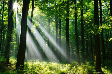 Fototapeta premium Tall trees with sun rays shining through