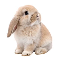 Adorable fluffy lop eared bunny rabbit sitting isolated on pet fur cute on transparent background © Zahida