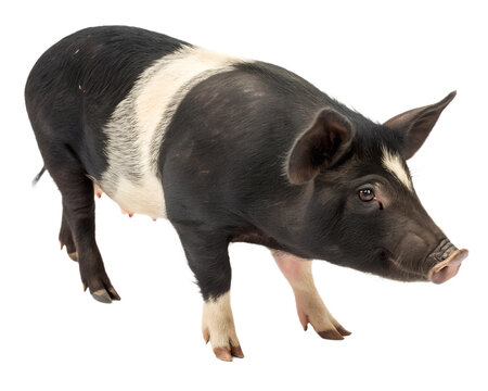 
Kagoshima Berkshire pig, a Japanese breed of domestic pig native to Kagoshima Prefecture in southwestern Japan, on a transparent background