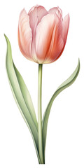Fototapeta premium PNG Flower tulip illustration botanical.