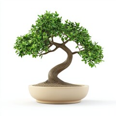 Bonsai tree in a minimalist ceramic pot, shaped into an elegant form, isolated on white background