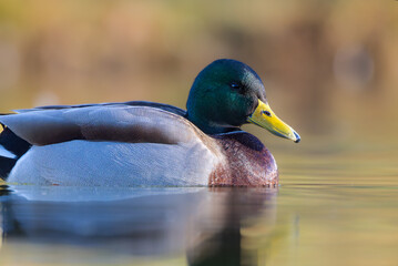 mallard duck on the surface of a pond in the morning light