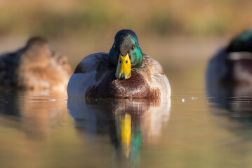 mallard duck on the surface of a pond in the morning light