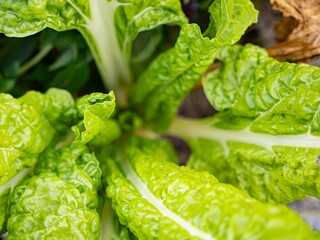 Beta vulgaris (beet), green leaf of crop