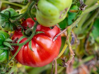Bush of red tomato plant (solanum lycopersicum), possible Brandywine nebo Marmande type