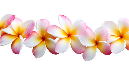 Fototapeta premium Pink and Yellow Plumeria Flowers Blossom