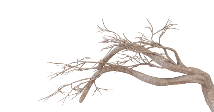 Detailed 3D render of a nerve plexus, branching intricately against a black background, for medical illustration or anatomy education