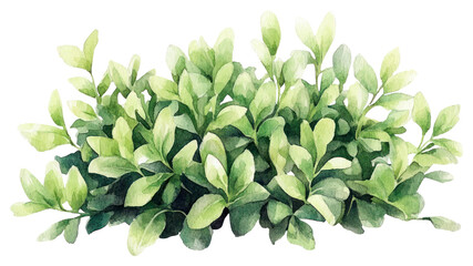 Fototapeta premium PNG Butterfly Bushes plant illustration watercolor.