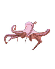Animal Watercolor Illustration of Octopus