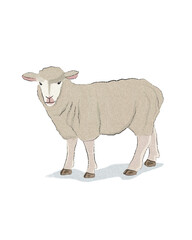 Animal Watercolor Illustration of Sheep