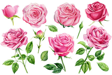 Pink roses isolated white background. Watercolor botanical illustration pink flowers, bud, green leaves. Rose branches
