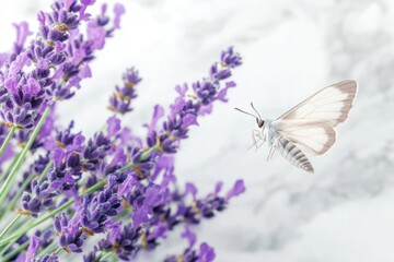 Naklejka premium A delicate white butterfly hovers near vibrant purple lavender blossoms, creating a serene and beautiful scene.