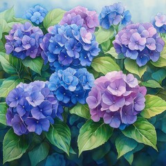 Vibrant blue and purple hydrangeas in full bloom, lush green foliage.