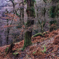 Cloutsham, Tree, Winter,