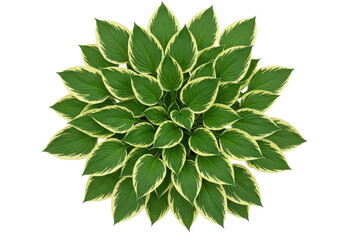 Fototapeta premium Lush green hosta plant leaves with cream-colored edges, isolated on white background