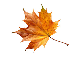 Fallen leave isolated on a transparent background.