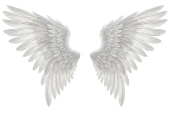 Obraz premium Pair of large white feathered angel wings, isolated on white background