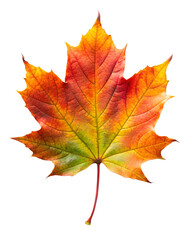 Obraz premium autumn maple leaf