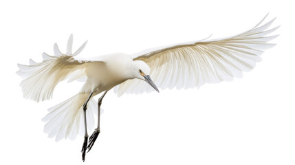 Snowy egret flying with open wings on transparent background