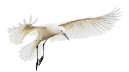 Snowy egret flying with open wings on transparent background