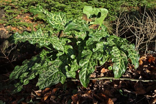 Italienischer Aronstab (Arum italicum) im Winter
